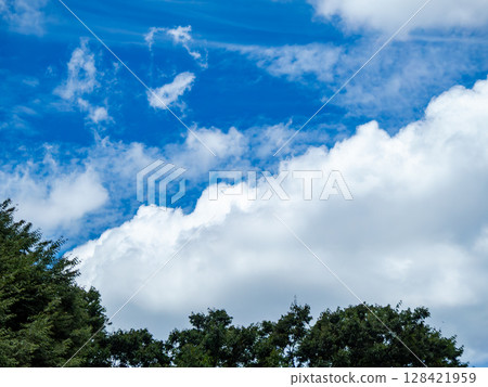 森林樹木、藍天和白雲 128421959