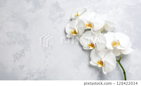 Blooming white spring flowers delicately blossom in the snow, showcasing nature's beautiful, isolated floral beauty 128422014