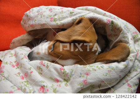 A cutie beagle dog and its floppy ears. The big floppy ears of a beagle. A beagle dog wrapped in a blanket. The concept of pets 128422142