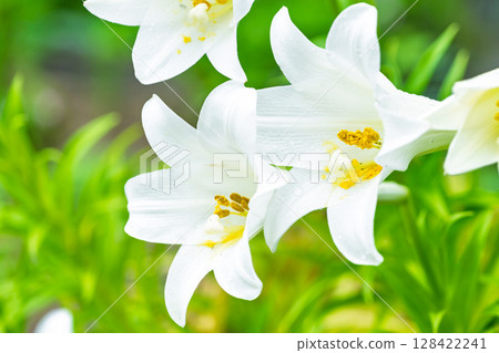 White lily flowers (trumpet lilies) shining in beautiful rays of light White lily flowers (trumpet lilies) shining in beautiful rays of light 128422241