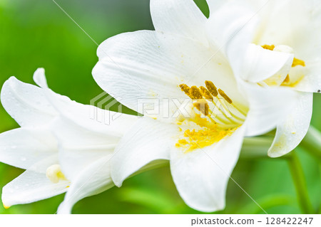 White lily flowers (trumpet lilies) shining in beautiful rays of light White lily flowers (trumpet lilies) shining in beautiful rays of light 128422247