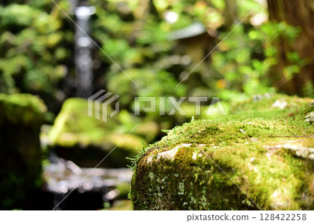 長滿苔蘚的岩石 128422258