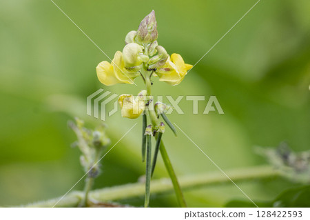 Yellow flowers of wild adzuki bean, said to be the original species of adzuki bean 128422593