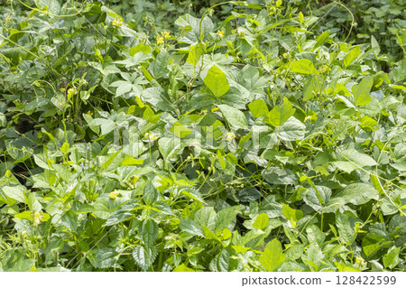 Yellow flowers of wild adzuki bean, said to be the original species of adzuki bean 128422599