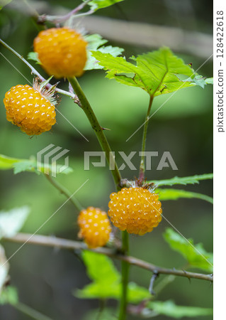 The ripe, yellow fruit of the Japanese maple (Raspberry) 128422618
