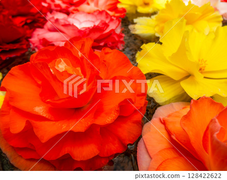 色彩鮮豔、精緻的秋海棠花瓣 128422622