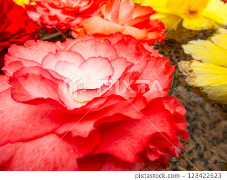 色彩鮮豔、精緻的秋海棠花瓣 128422623