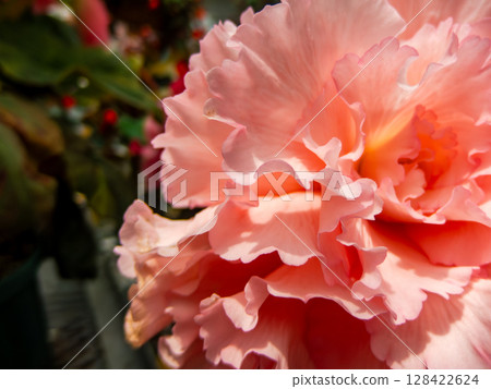 色彩鮮豔、精緻的秋海棠花瓣 128422624