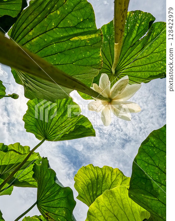 Looking up at the lotus flower, 128422979