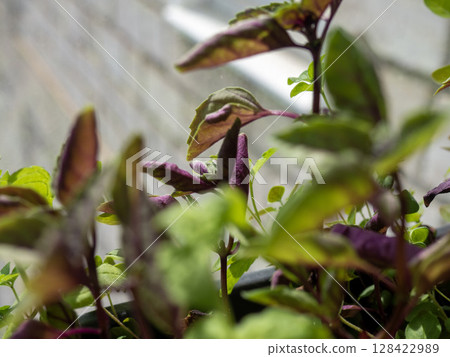 Close-up of vibrant green and purple basil leaves growing in a pot. The background features a blurred stone wall, creating a natural setting. 128422989
