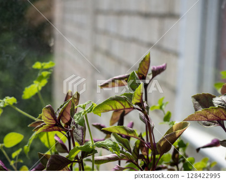 Close-up of vibrant green and purple basil plants growing indoors near a window. Soft natural light illuminates the leaves, creating a fresh atmosphere. Close-up of vibrant green and purple basil plants growing indoors near a window. Soft natural light illuminates the leaves, creating a fresh atmosphere. 128422995