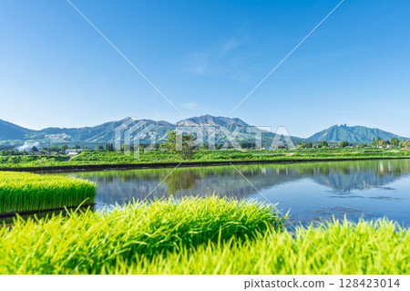Rice field reflections against the backdrop of blue skies and Mount Aso (Aso, Minamiaso Village) 128423014