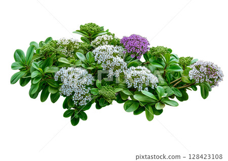 一株開著白色和紫色花朵的植物_透明背景_摳圖 128423108