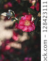 茶梅 128423111