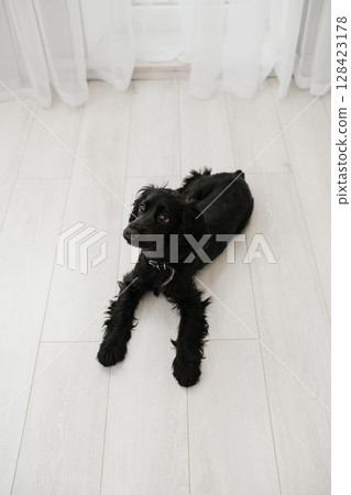 Black English Cocker Spaniel puppy lying on light wooden floor indoors. Black English Cocker Spaniel puppy lying on light wooden floor indoors. 128423178