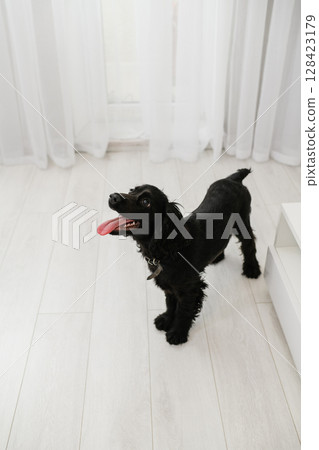 Happy black English Cocker Spaniel puppy standing indoors with tongue out. Happy black English Cocker Spaniel puppy standing indoors with tongue out. 128423179