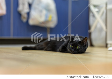 Black cat  128423290