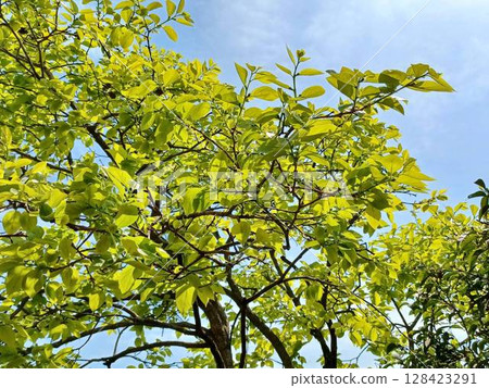 Spring: Beautiful fresh greenery on the persimmon tree in the garden 128423291