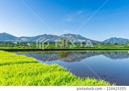 Rice field reflections against the backdrop of blue skies and Mount Aso (Aso, Minamiaso Village) Rice field reflections against the backdrop of blue skies and Mount Aso (Aso, Minamiaso Village) 128423335