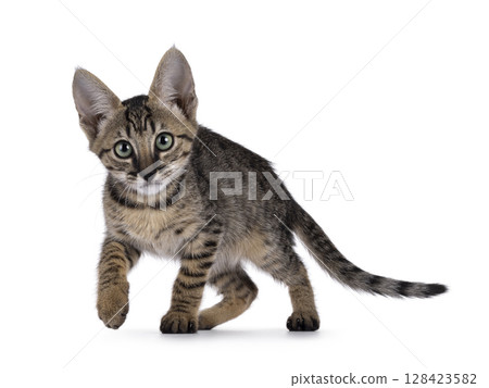 Black cat on white background Black cat on white background 128423582