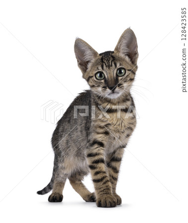 Black cat on white background 128423585