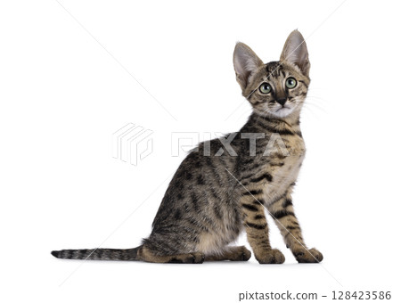 Black cat on white background 128423586