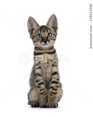Black cat on white background 128423588