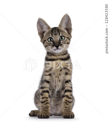 Black cat on white background 128423590