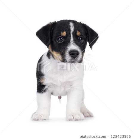 Jack Russell pup on white background 128423596