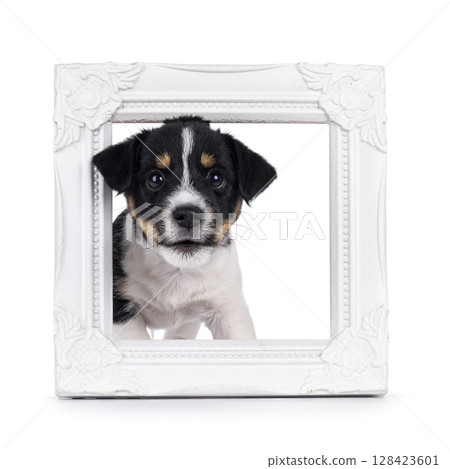 Jack Russell pup on white background Jack Russell pup on white background 128423601