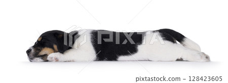 Jack Russell pup on white background 128423605