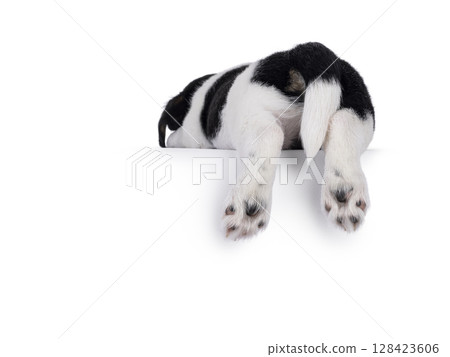 Jack Russell pup on white background Jack Russell pup on white background 128423606