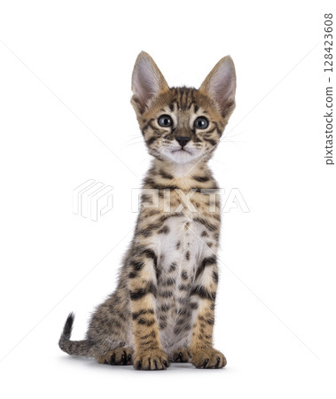 Savannah cat kitten on white background 128423608