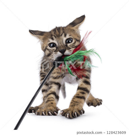 Savannah cat kitten on white background 128423609