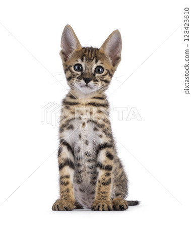 Savannah cat kitten on white background 128423610
