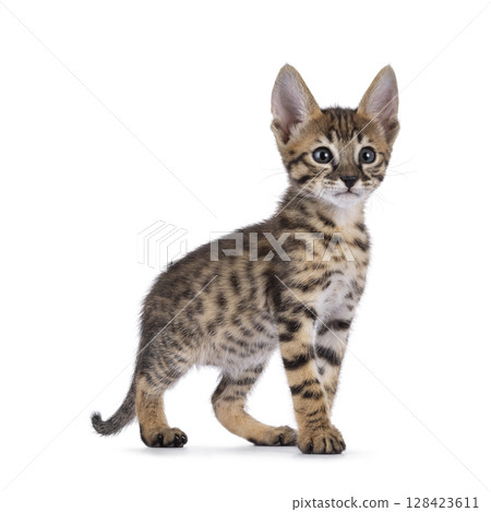 Savannah cat kitten on white background Savannah cat kitten on white background 128423611
