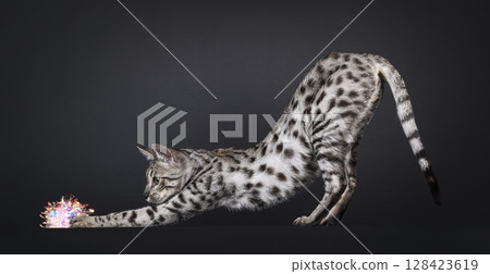 Silver spotted Savannah cat on black 128423619