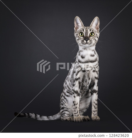 Silver spotted Savannah cat on black 128423620