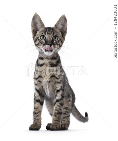 Black tabby Savannah cat on white Black tabby Savannah cat on white 128423631