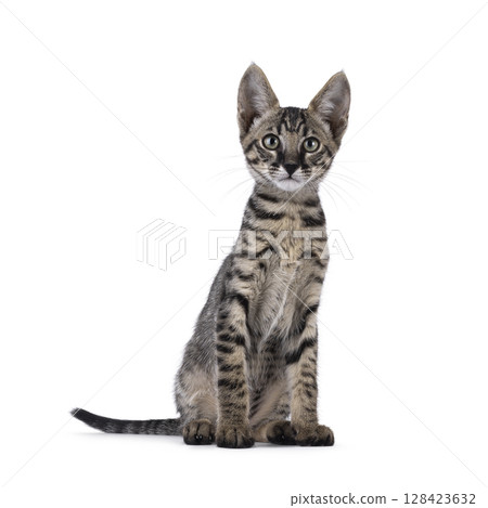 Black tabby Savannah cat on white Black tabby Savannah cat on white 128423632