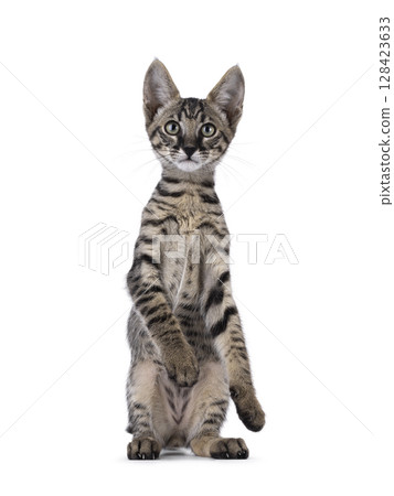 Black tabby Savannah cat on white 128423633