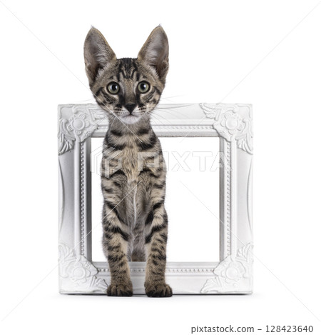 Black tabby Savannah cat on white 128423640