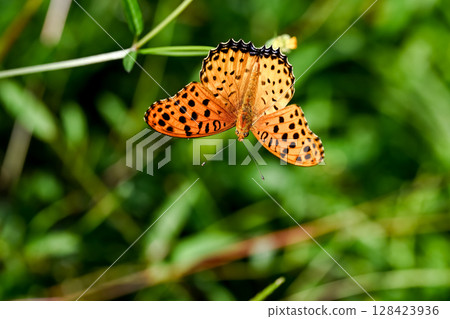 Zuma giuna 128423936