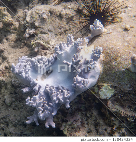 White and purple sea sponge in the shape of the Statue of Liberty in the South China Sea 128424324