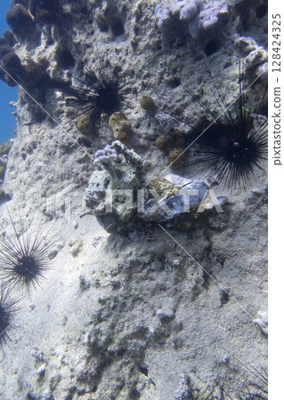 Sea urchins, corals and sea sponge on the wall of a coral reef at the bottom of the South China Sea Sea urchins, corals and sea sponge on the wall of a coral reef at the bottom of the South China Sea 128424325