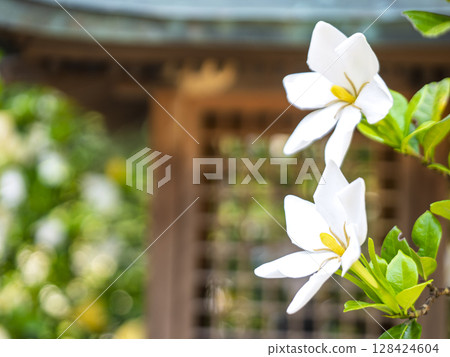白色梔子花 128424604