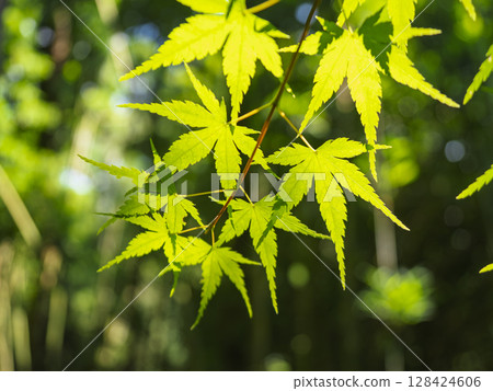 Beautiful blue autumn leaves Beautiful blue autumn leaves 128424606