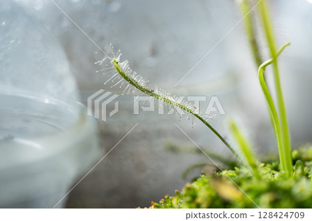 Closeup Sundew Drosera rotundifolia in garden, small scale home horticulture with carnivorous plant 128424709