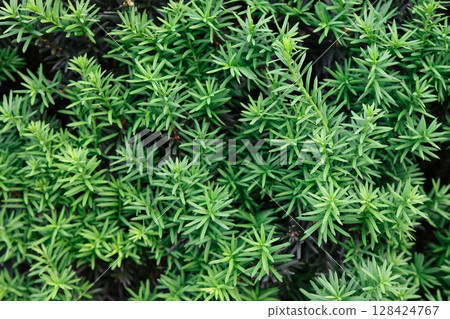 Dense vibrant green foliage of needle-like evergreen leaves forms a natural botanical pattern, perfect for organic backgrounds, garden design, and texture Dense vibrant green foliage of needle-like evergreen leaves forms a natural botanical pattern, perfect for organic backgrounds, garden design, and texture 128424767