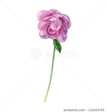 Watercolor of pink peony. Hand-painted flower on a white background. Good for postcards, invitations, greeting cards Watercolor of pink peony. Hand-painted flower on a white background. Good for postcards, invitations, greeting cards 128424785